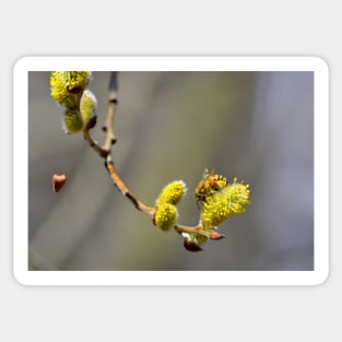 Gathering pollen Sticker